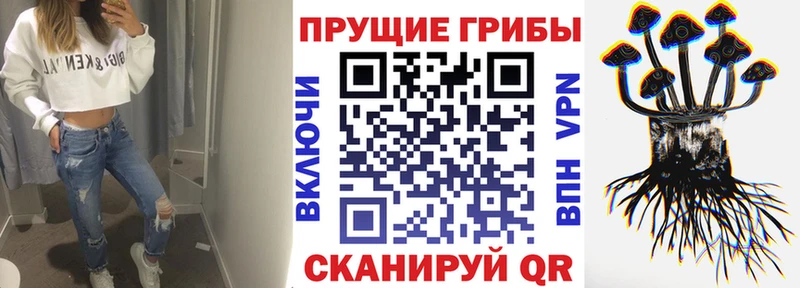 цена   Кадников  Галлюциногенные грибы Psilocybe 
